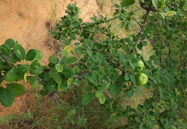 Uống thuốc sắc trong ngày, không để qua đêm khi dùng cây tu hú