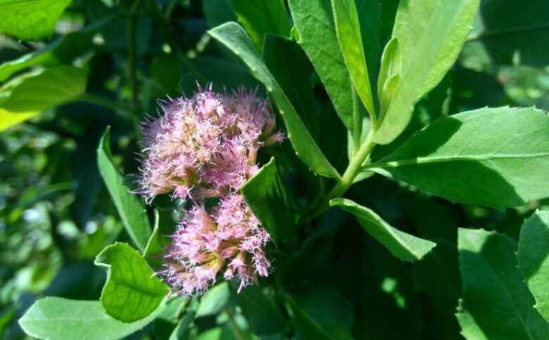 Cúc tần Cúc tần