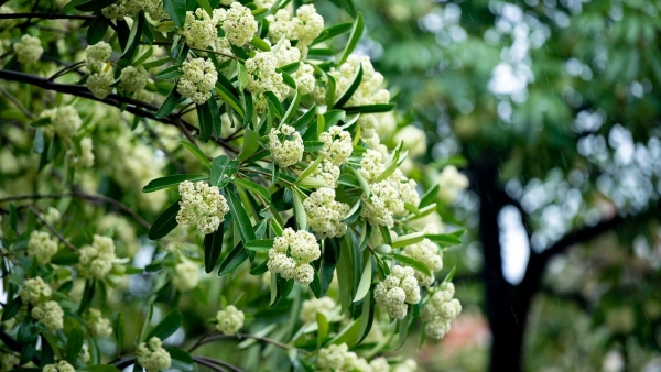 Dự báo thời tiết ngày 19/9/2025: Mưa rào và rải rác có dông