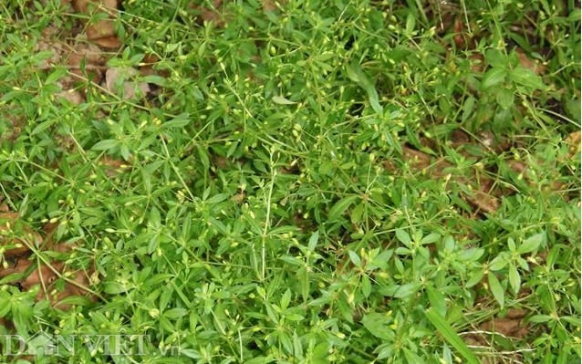 Lưu ý khi dùng bài thuốc từ vị thuốc rau đắng đất Lưu ý khi dùng bài thuốc từ vị thuốc rau đắng đất