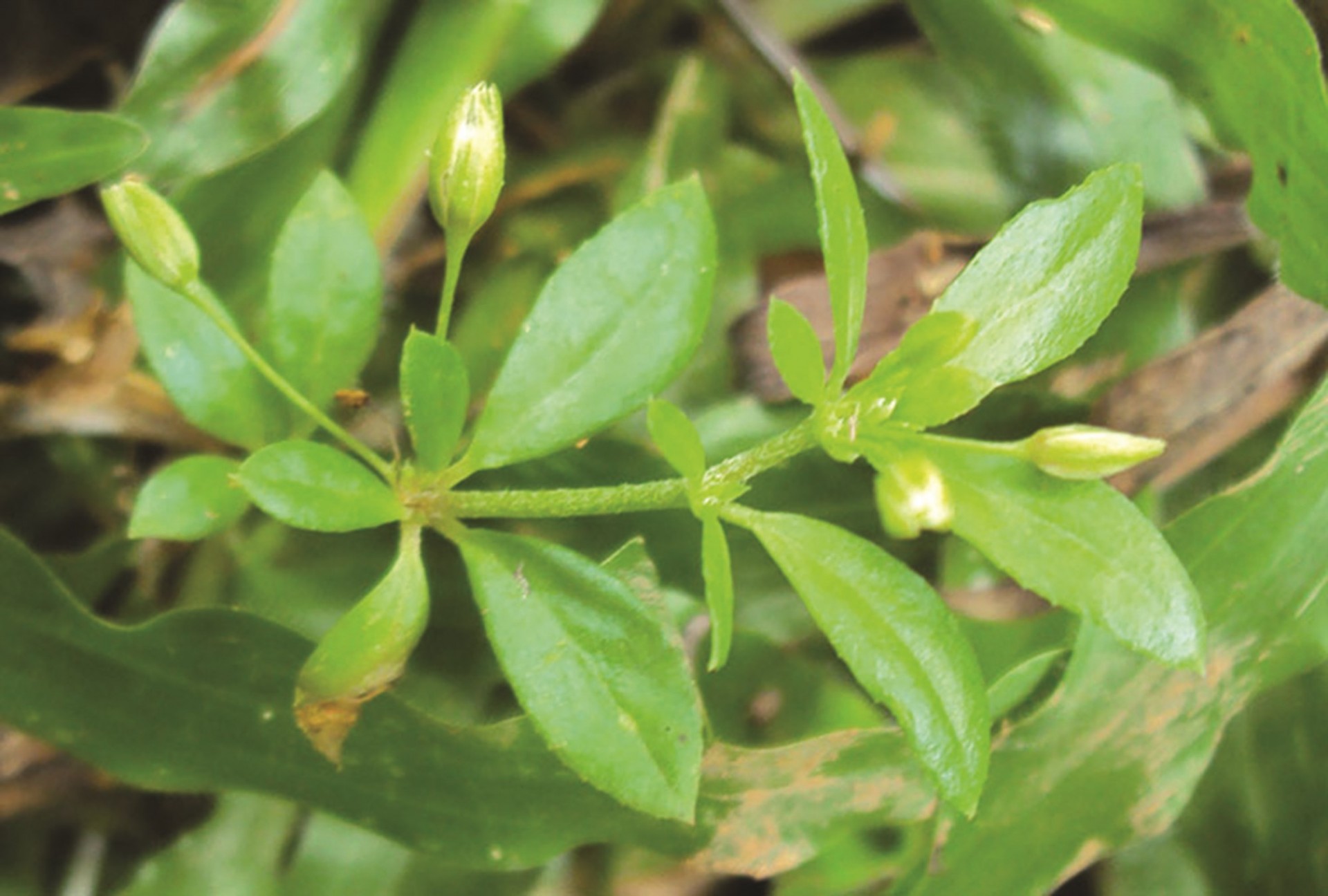 Lưu ý khi dùng bài thuốc từ rau đắng đất Lưu ý khi dùng bài thuốc từ rau đắng đất