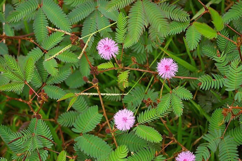 Cây xấu hổ chữa những bệnh gì? Cây xấu hổ chữa những bệnh gì?