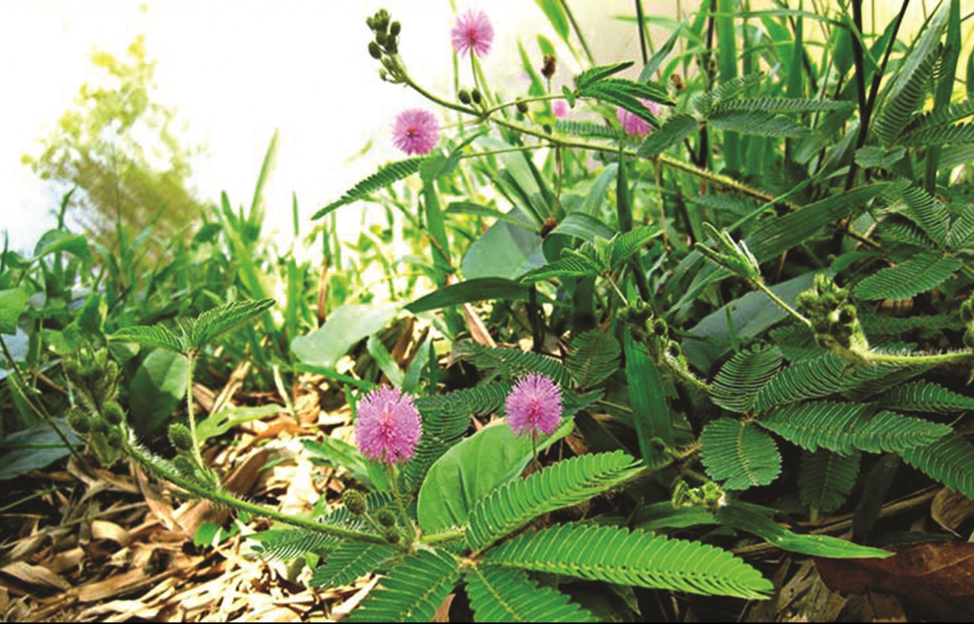 cây xấu hổ cây xấu hổ