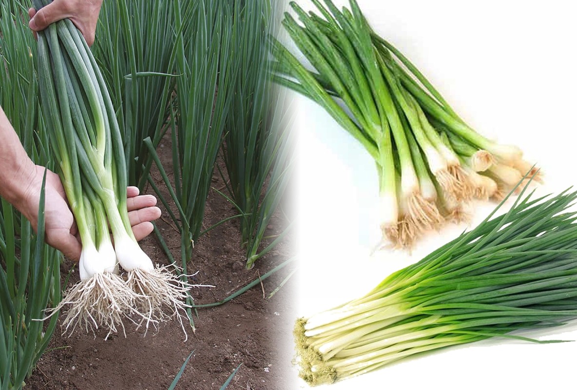 Cây gia vị - Bí quyết ngăn ngừa tăng huyết áp theo y học cổ truyền