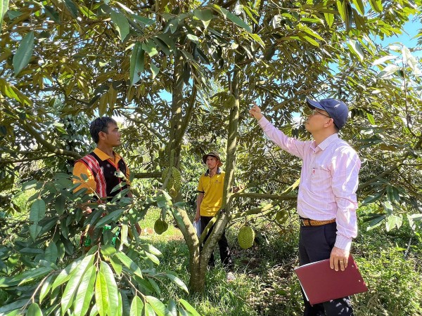 Tín dụng chính sách góp lực giảm nghèo, xây dựng nông thôn mới trên cao nguyên Chư Sê