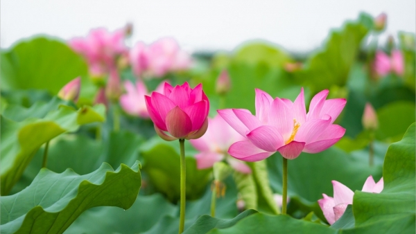 Dự báo thời tiết ngày 23/9/2025: Mưa rào và dông rải rác