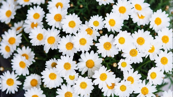 Dự báo thời tiết ngày 25/9/2025: Mưa to và dông