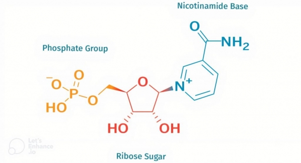 Nicotinamide: Dạng vitamin B3 giúp phòng ngừa ung thư da hiệu quả