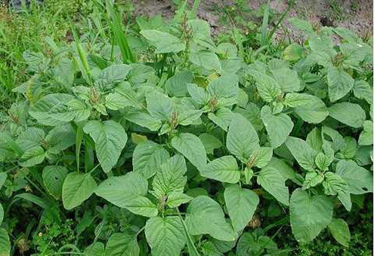 Rau dền lợi tiểu, thanh nhiệt