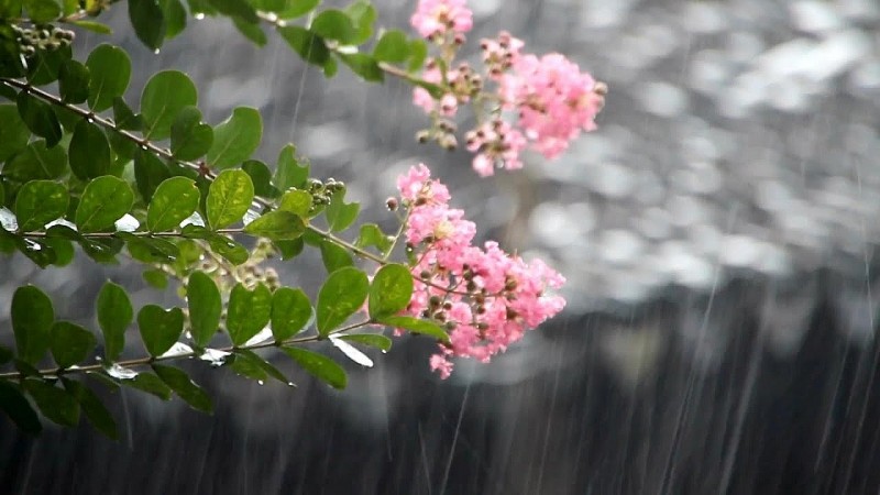 Dự báo thời tiết đêm nay và ngày mai 26/9: Hà Nội và các khu vực trên cả nước