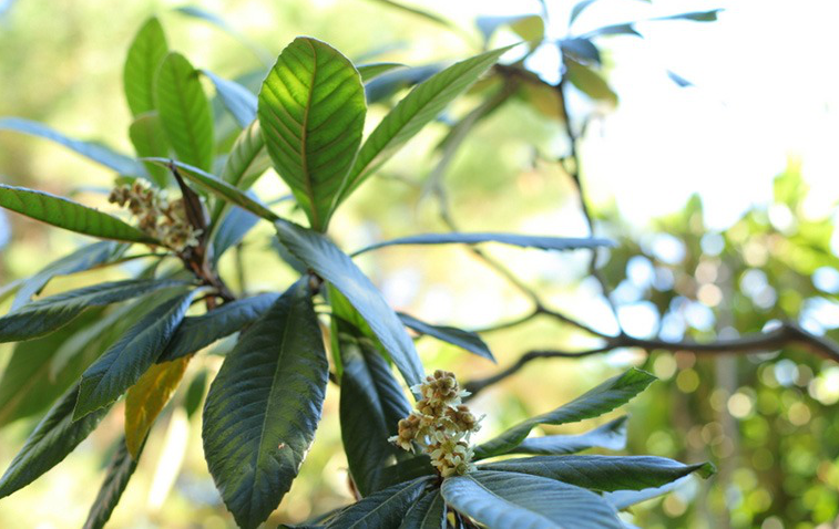 Điểm danh các loại thảo dược hỗ trợ quá trình bỏ thuốc lá