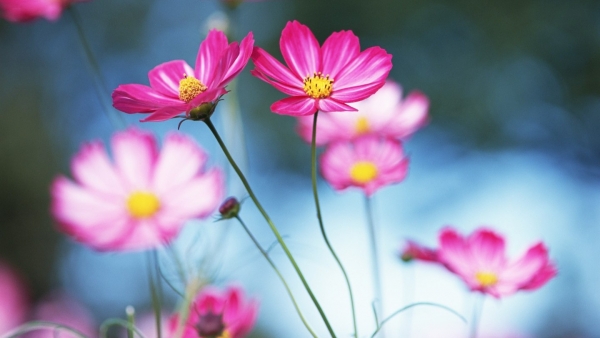 Dự báo thời tiết ngày 28/9/2025: Mưa rào và rải rác có dông