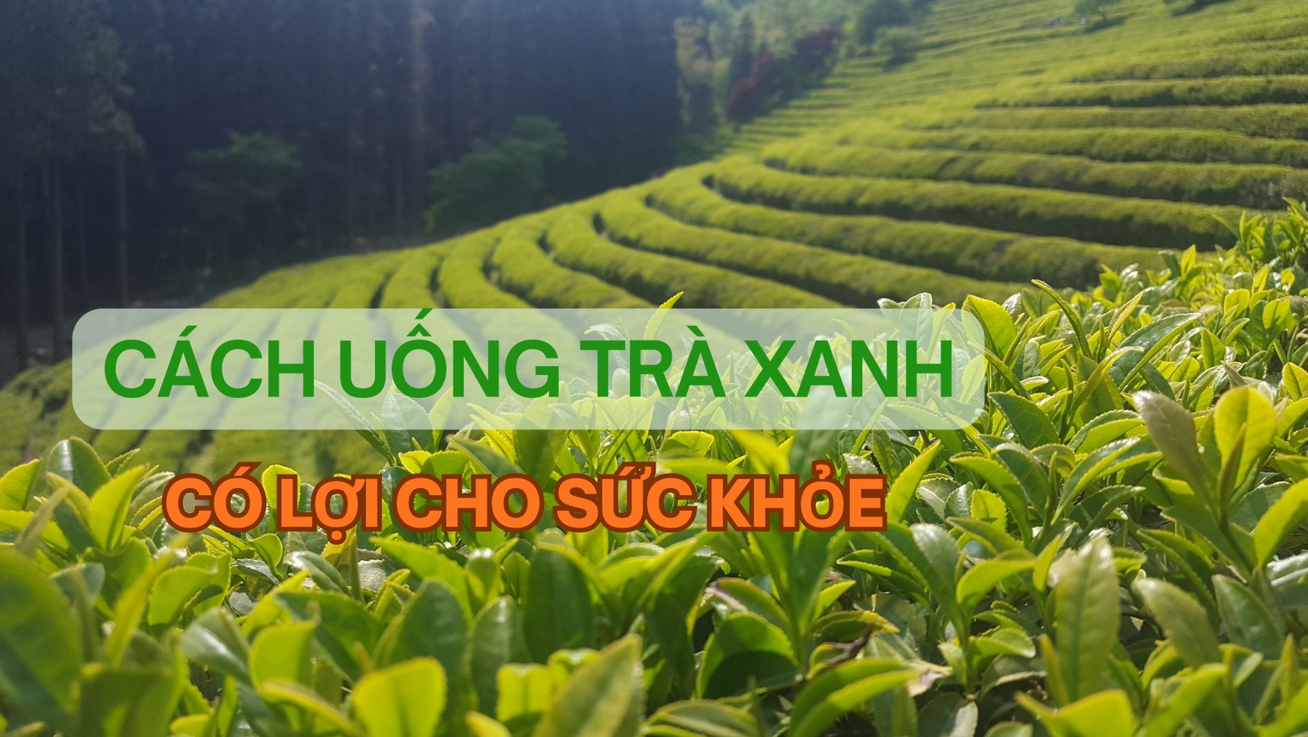 [E-Magazine] Cách uống trà xanh có lợi cho sức khỏe