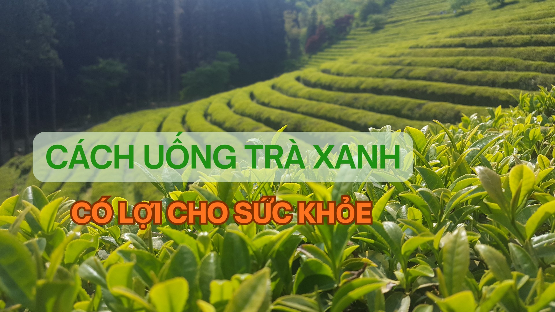 [E-Magazine] Cách uống trà xanh có lợi cho sức khỏe