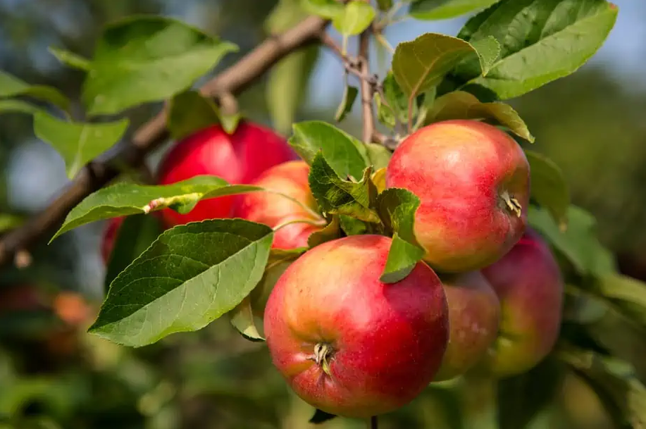 [E-Magazine] Top thực phẩm “thân thiện” với đường ruột