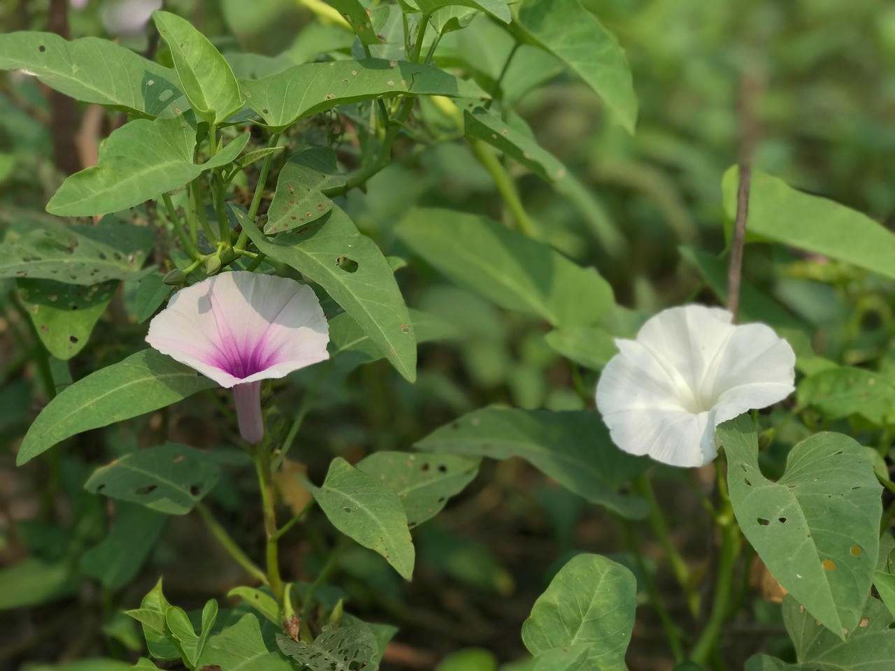 Rau muống Rau muống