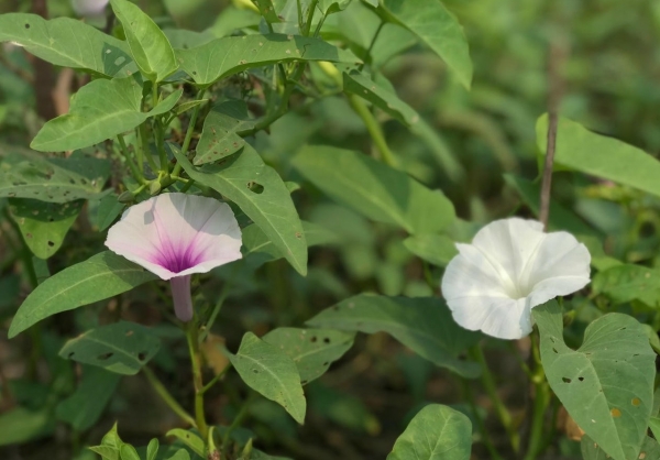 Kỳ 2: Người bị suy thận có nên ăn rau muống?