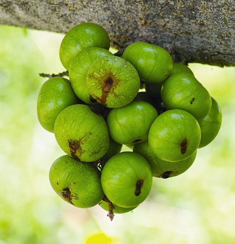 Ăn sung sẽ góp phần cải thiện hệ tiêu hóa, chống táo bón và ngừa bệnh trĩ. Ăn sung sẽ góp phần cải thiện hệ tiêu hóa, chống táo bón và ngừa bệnh trĩ.