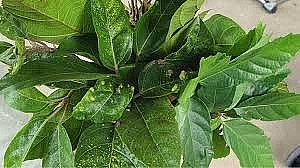 Kỳ 2: Một số bài thuốc dân gian từ lá sung