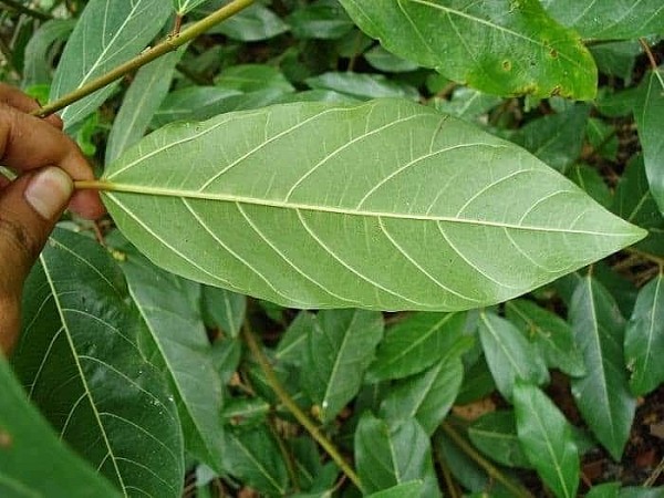 Kỳ 1: Tìm hiểu về lá sung và những công dụng nổi bật