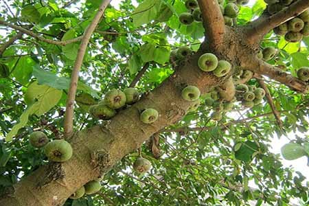 Kỳ 3: Lưu ý khi sử dụng lá sung – Tổng kết dành cho người bệnh suy thận Kỳ 3: Lưu ý khi sử dụng lá sung – Tổng kết dành cho người bệnh suy thận