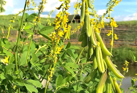 Bài thuốc hay từ lục lạc ba lá