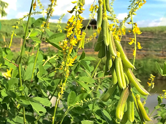 Bài thuốc hay từ lục lạc ba lá Bài thuốc hay từ lục lạc ba lá