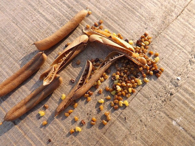 Bài thuốc hay từ lục lạc ba lá Bài thuốc hay từ lục lạc ba lá