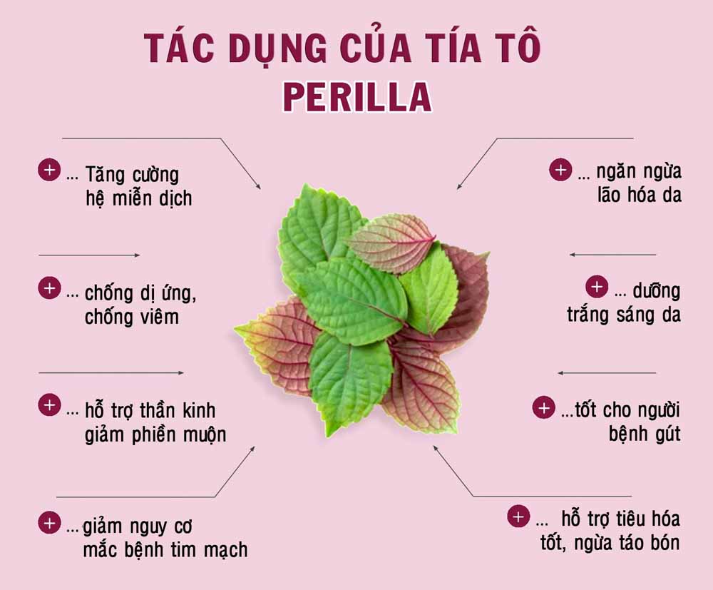 bột tía tô hữu cơ nguyên chất sấy lạnh - Chăm sóc sức khỏe từ bên trong..