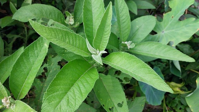 Cây đại bi - Vị thuốc đa công dụng Cây đại bi - Vị thuốc đa công dụng