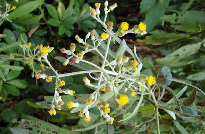 Cây đại bi - Vị thuốc đa công dụng Cây đại bi - Vị thuốc đa công dụng