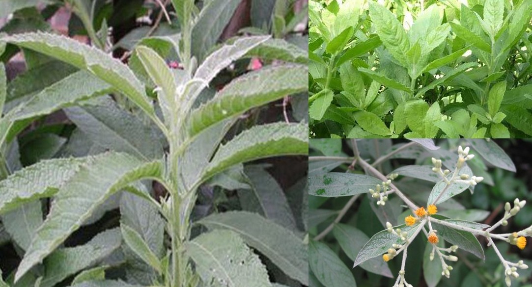 Cây đại bi - Vị thuốc dân gian với tiềm năng chống ung thư