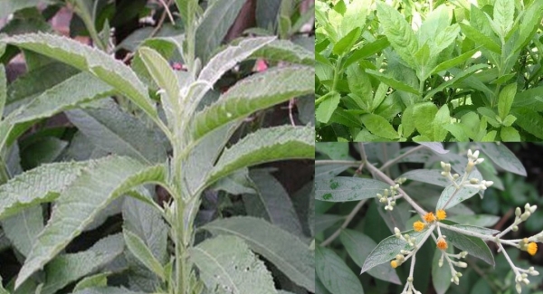 Cây đại bi - Vị thuốc dân gian với tiềm năng chống ung thư