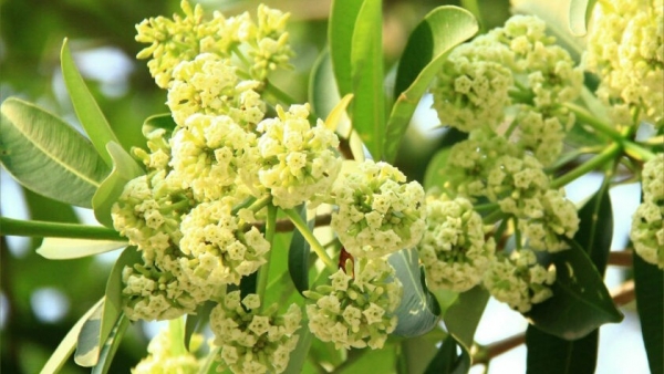 Dự báo thời tiết ngày 9/10/2025: Bắc Bộ mưa dông vài nơi, gió nhẹ