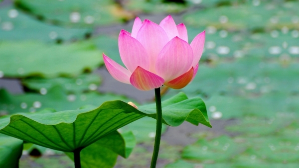 Dự báo thời tiết ngày 10/10/2025: Bắc Bộ ngày nắng, gió nhẹ