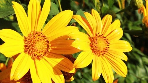 Dự báo thời tiết ngày 11/10/2025: Bắc Bộ sáng sớm có sương mù, Nam Bộ mưa dông