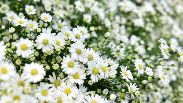 Dự báo thời tiết ngày 13/10/2025: Bắc Bộ ngày nắng, gió nhẹ