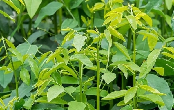 Lợi ích sức khỏe và bài thuốc dân gian từ rau ngót