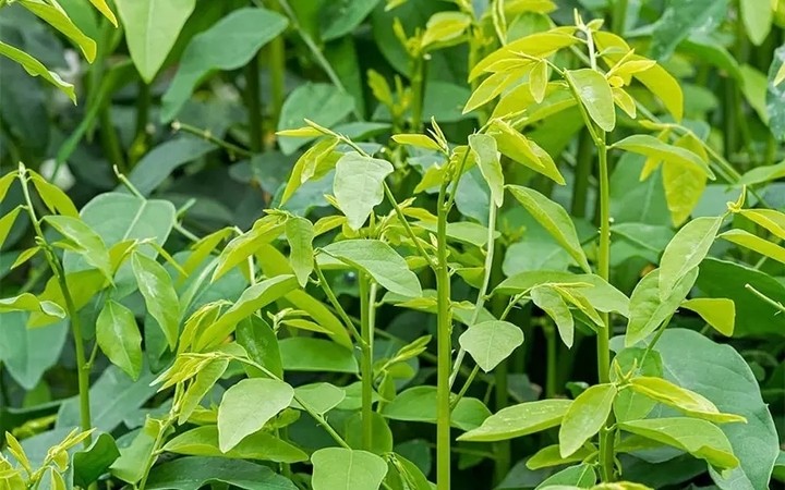 Lợi ích sức khỏe và bài thuốc dân gian từ rau ngót Lợi ích sức khỏe và bài thuốc dân gian từ rau ngót