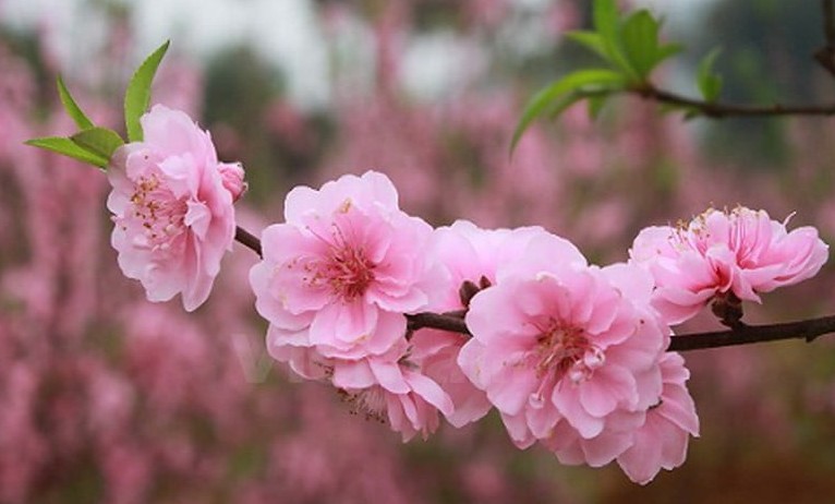 Thủ tướng đồng ý phương án nghỉ Tết Bính Ngọ 9 ngày liên tục