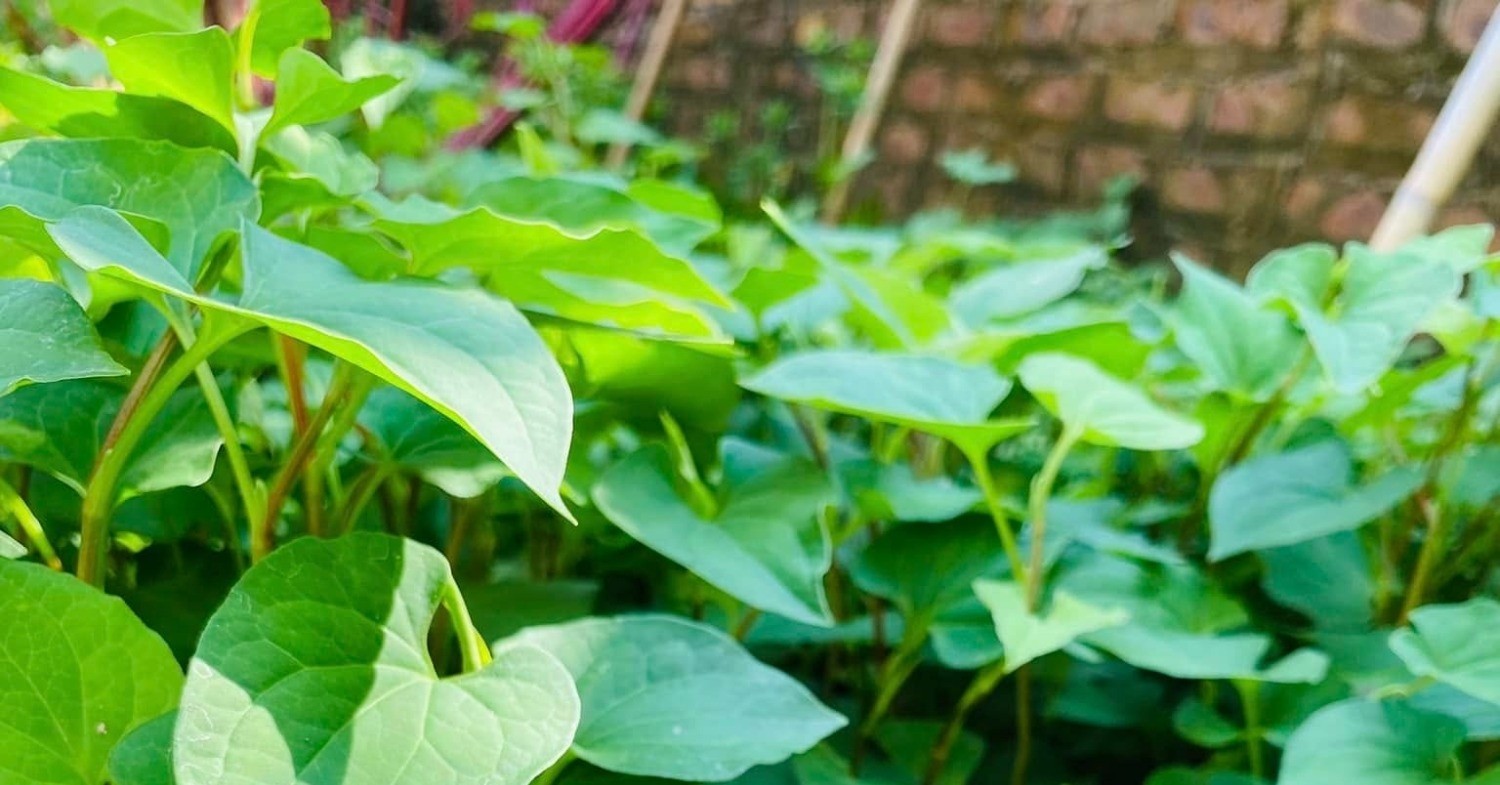 Diếp cá Diếp cá