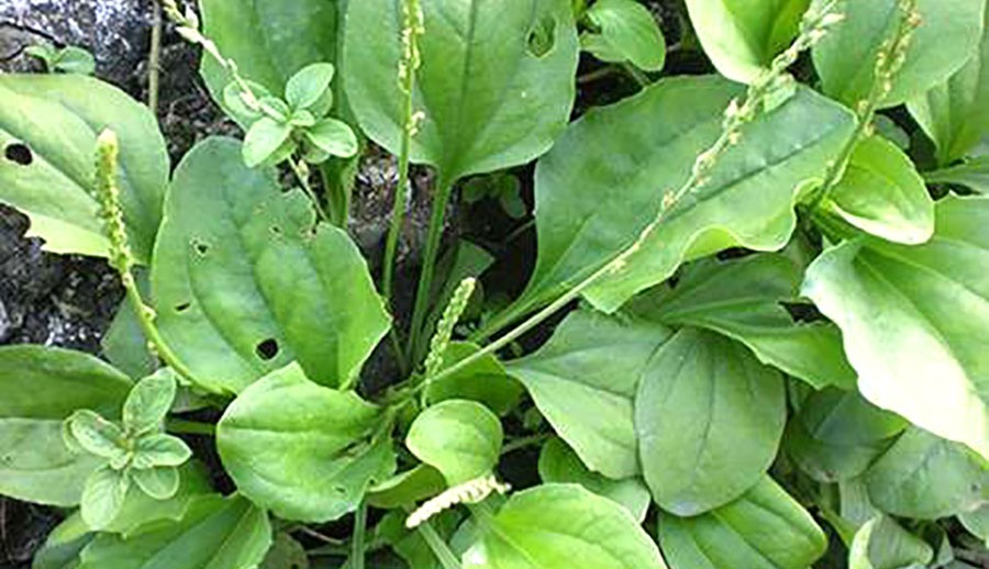 Cây má đề Cây má đề