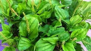 Giải độc gan từ cây mã đề – Bài thuốc dân gian quý từ thiên nhiên Giải độc gan từ cây mã đề – Bài thuốc dân gian quý từ thiên nhiên