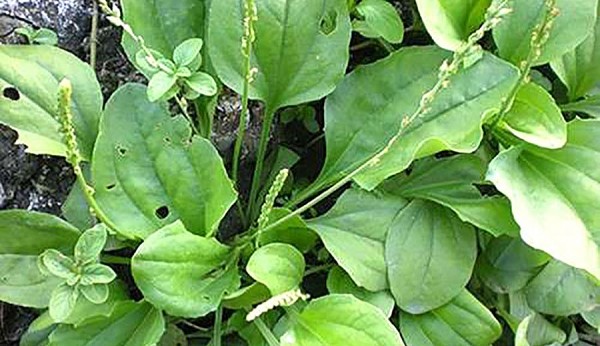 Giải độc gan từ cây mã đề – Bài thuốc dân gian quý từ thiên nhiên