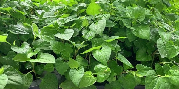 Diếp cá – “Vị thuốc xanh” giúp giải độc gan hiệu quả từ thiên nhiên