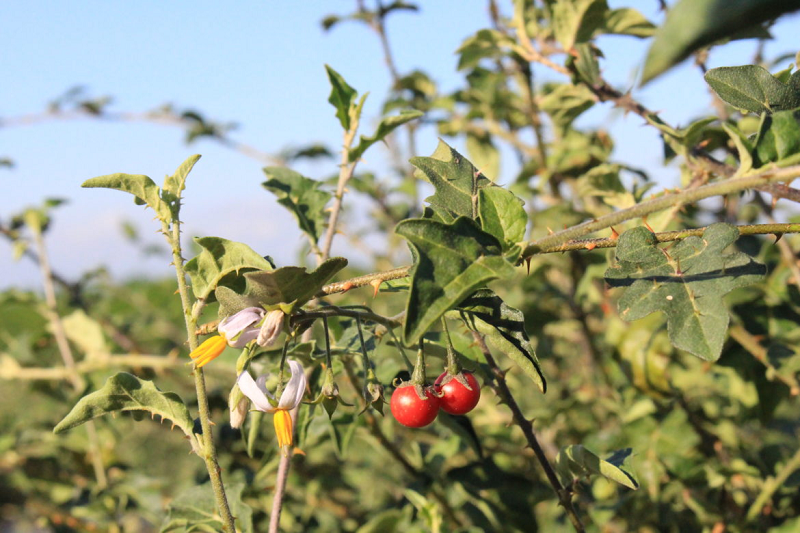 Cây cà gai leo là thảo dược có nhiều công dụng đối với điều trị bệnh gan Cây cà gai leo là thảo dược có nhiều công dụng đối với điều trị bệnh gan