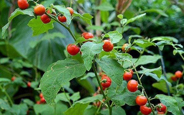 Cà gai leo Cà gai leo