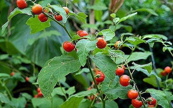 Cây cà gai leo – Vị thuốc vàng cho lá gan khỏe mạnh