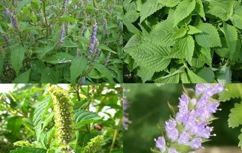 [Infographic] Những bài thuốc dân gian từ cây kinh giới