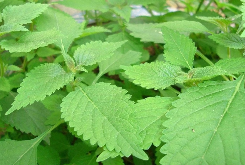 Các vị thuốc cổ truyền trị viêm mũi dị ứng